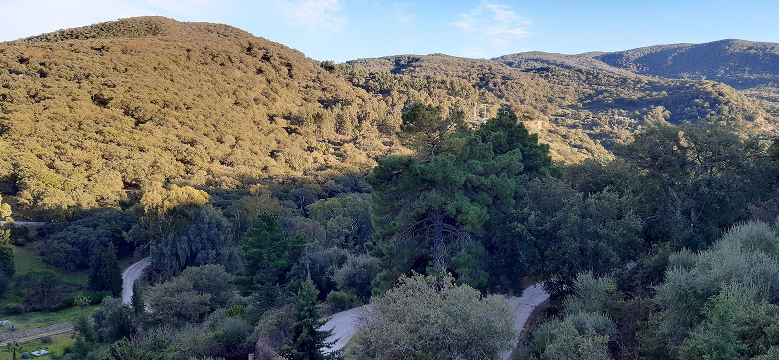 Forest near the Beni M’tir dam (48 kms)